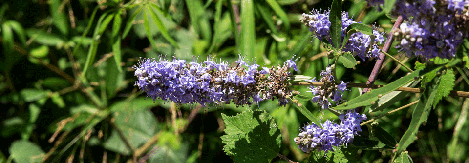 Die Wirksamkeit hochkonzentrierter Vitex agnus-castus Extrakte wurde in einer multizentrischen, randomisierten, Placebo-kontrollierten Doppelblindstudie mit 170 PMS-Patientinnen gezeigt. 