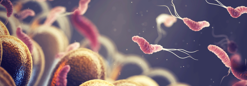 Helicobacter Pylori lassen sich auf unterschiedliche Weise nachweisen.