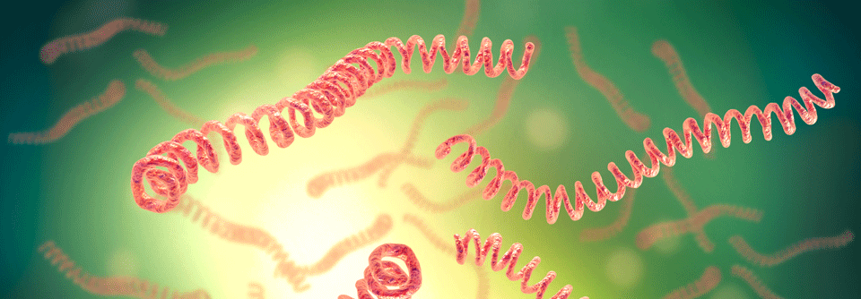 Leptospiren: Dünn, spiralförmig, sehr beweglich und Ursache für die Leptospirose