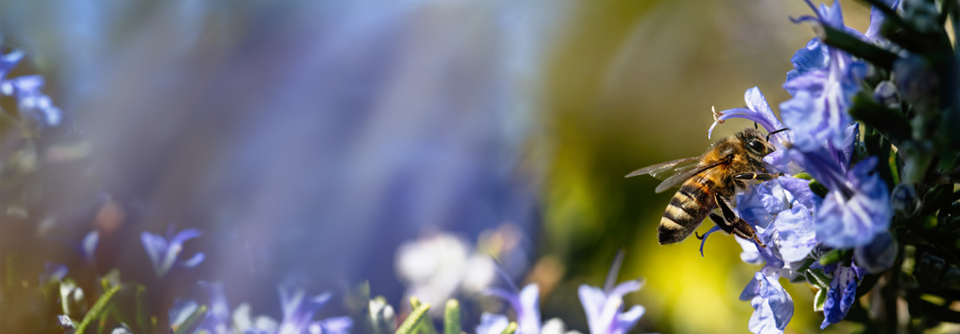 Prinzipiell besteht die Therapie der Allergie darin, die jeweiligen Insekten zu meiden.