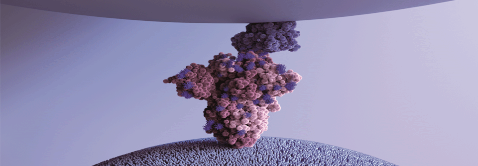 SARS-CoV-2 (Omi­kronvariante) bindet an den ACE-Rezeptor (dunkelblau) einer Zielzelle (hellblau).  
