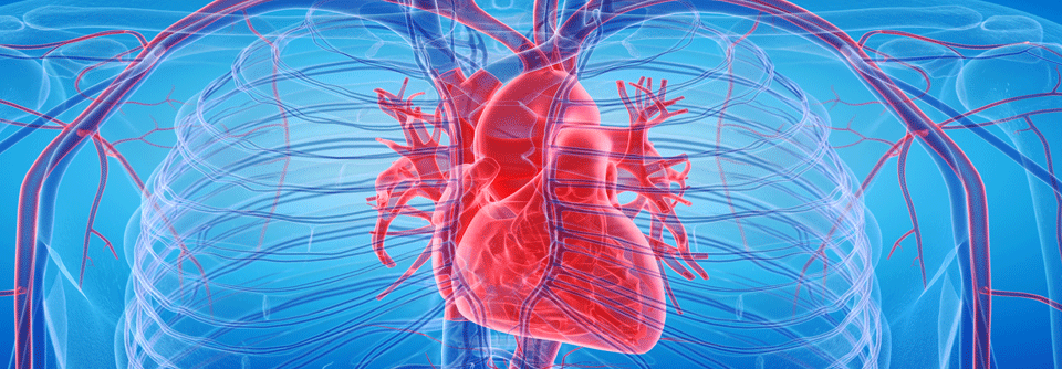 Rheumatischer Herzerkrankung: Vitamin-K-Antagonisten zur Antikoagulation einsetzen Schwere Blutungen traten in beiden Gruppen gleich häufig auf.