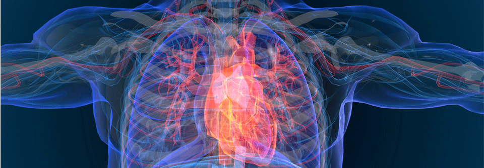 In einer Studie zur Mortalität hatten Herzinsuffiziente, deren BMI zwischen 28 und 32 kg/m2 lag, die besten Karten.