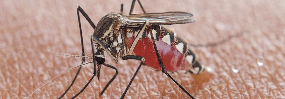 Ohne Stich keine Infektion: Plasmodium wird über den Speichel infizierter Anopheles-Mücken (A .gambiae) übertragen.