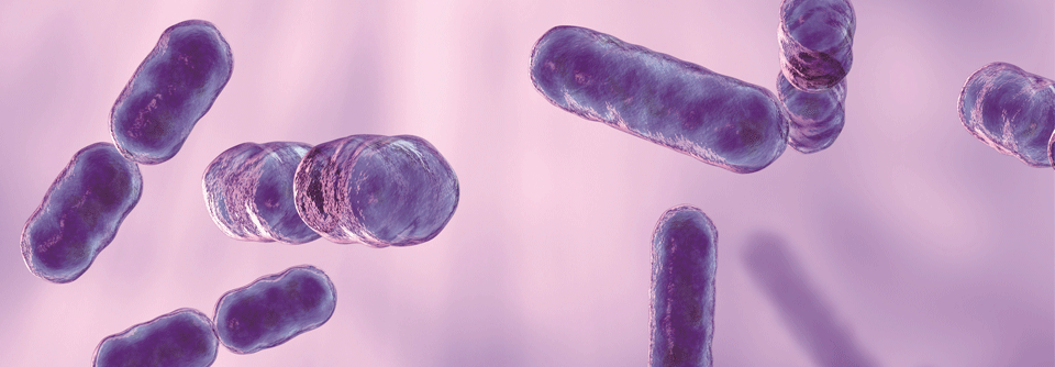 Mit am häufigsten finden sich bei einer SIBO die gram-negativen Bakterien der Gattung Bacteroides.
