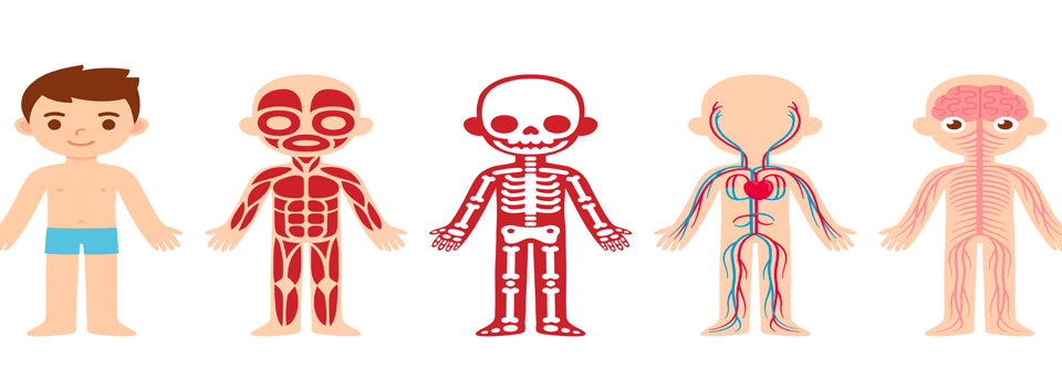 Die fünf häufigsten orthopädischen Auffälligkeiten bei Kindern Orthopädische Fehlstellungen bei Kindern erfordern meist keine Behandlung.
