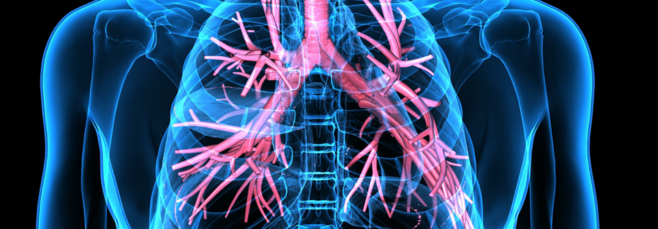 Eine wesentliche Rolle in der Pathogenese spielt das Atemwegs­epithel.