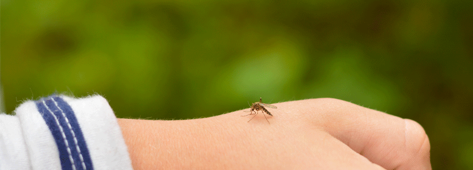 Das West-Nil-Virus verbreitet sich durch die Immigration bestimmter Mückenarten vermehrt in Europa - auch in Deutschland.