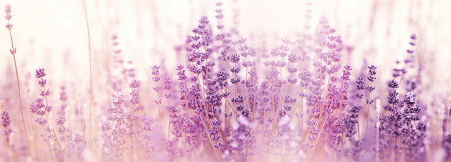Lavendelöl kann zur medikamentösen Behandlung der subsyndromalen Angststörung eingesetzt werden.
