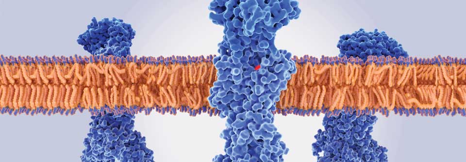 Die H+/K+-ATPase liegt in den Belegzellen des Magens. Die Protonenpumpe tauscht Protonen gegen Kalium aus.