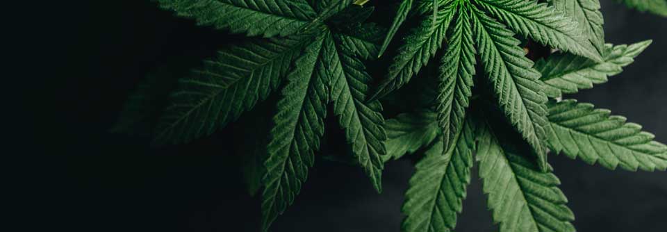 Seit Dezember 2022 gibt es auch auf dem deutschen Markt medizinisches Cannabis aus Israel.