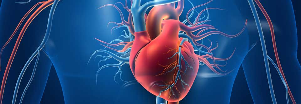 Eisenmangel steht im Zusammenhang mit vielerlei Herz-Kreislauf-Erkrankungen, von einer Supplementierung scheinen einige Patient:innen zu profitieren.