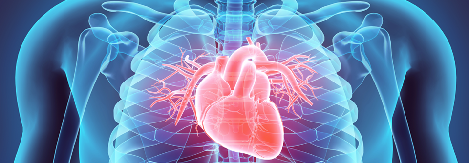 Die Prävalenz von Myokardinfarkten, Schlaganfällen und einer peripheren arteriellen Verschlusskrankheit (pAVK) in Deutschland ist hoch.