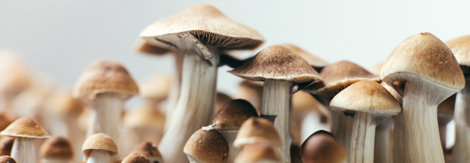 Pilze der Gattung ­Psilocybe werden wegen ihrer psychedelisch wirkenden Inhaltsstoffe auch Magic Mushrooms genannt.
