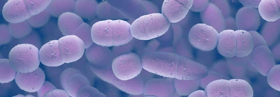 Ein neuer 15-valenter Pneumokokken-Konjugatimpfstoff soll einem weiteren Serotypenshift entgegenwirken, er deckt Serotypen aus PCV13 swoie 22F und 33F ab.