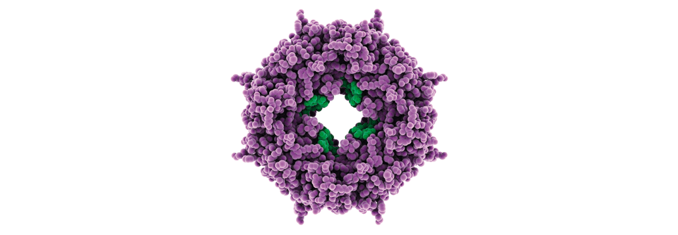 Die Ad26-MVA-Gruppe erhielt primär einen Adenovirus-Impfstoff gegen das Glykoprotein auf der Oberfläche des Zaire-Ebola-Virus. 