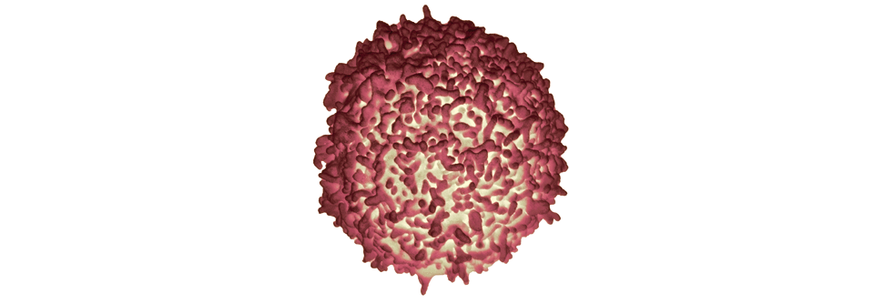 Reduzierte Lymphozytenzahlen könnten das Risiko für Infektionen erhöhen.