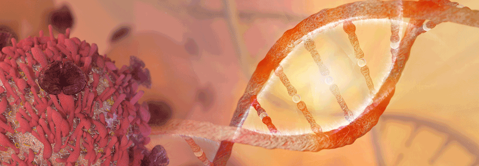 Durch eine IDH1-Mutation in AML-Zellen können sich regulatorische Raumstrukturen der DNA verändern.