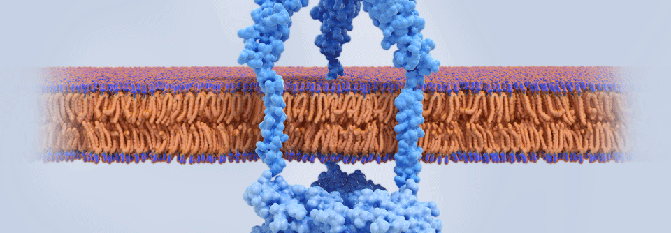 Inhibitoren des Tumornekrosefaktors alpha haben in der Behandlung von psoriatrischen Erkrankungen einen festen Stellenwert. 