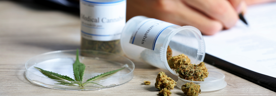 Eine Therapie mit Cannabisblüten darf nur erfolgen, wenn keine andere Behandlungsoption anwendbar oder verfügbar ist. Die ­Einschätzung liegt beim Arzt. 