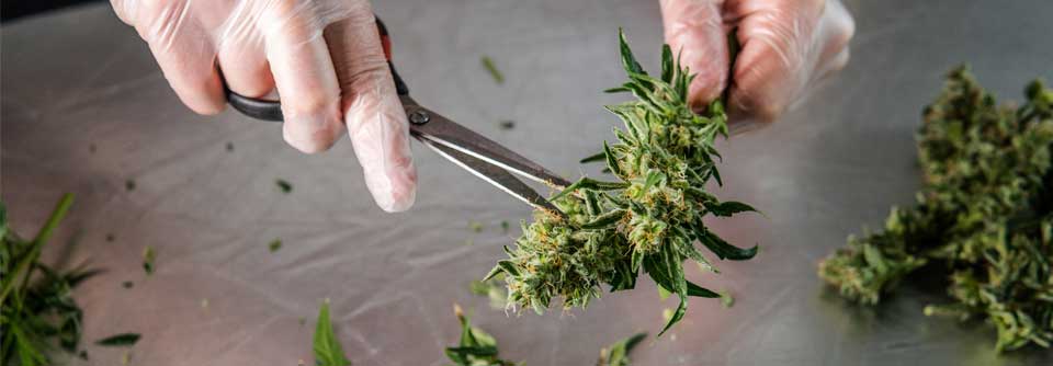 Die Substanzkonzentrationen in Cannabisblüten und -extrakten ist sehr schwer einzuschätzen.