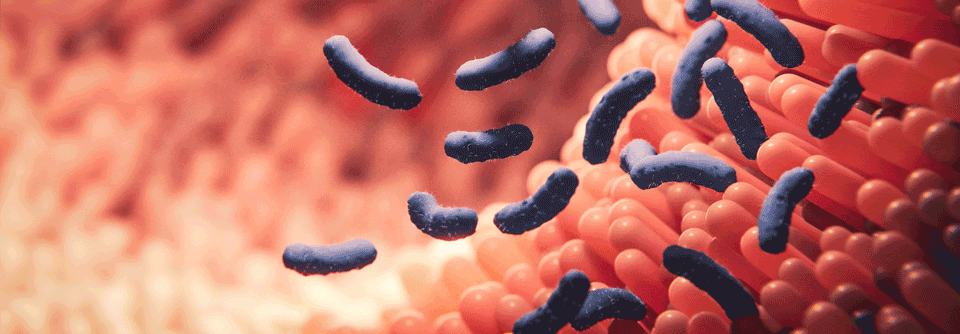 Eine Mikrobiota-Therapie , die Bakterien von einem oder mehreren Spendern enthalten, scheint sich positiv auf eine akute GvHD im Gastrointestinaltrakt auszuwirken.