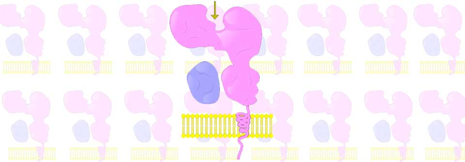 MHC-I-Proteine an der Zelloberfläche alarmieren das Immunsystem. Genvarianten des MHC I-Komplexes werden nun mit bestimmten entzündlichen Krankheiten assoziiert.