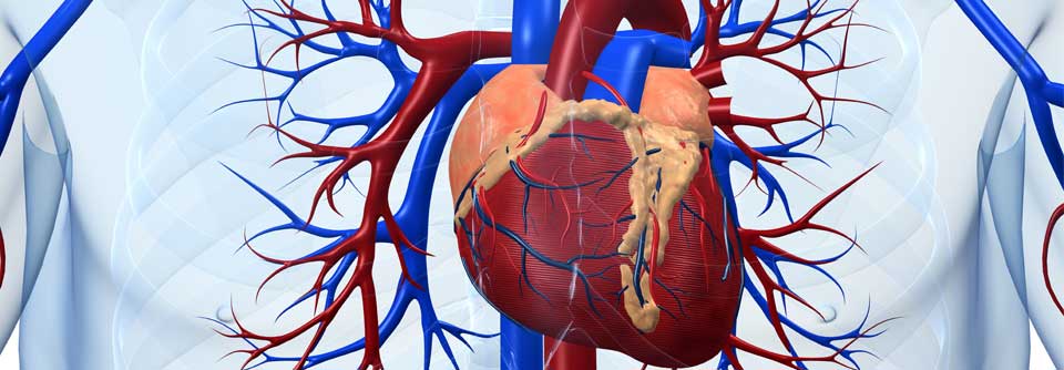 Rheumatische Erkrankungen erhöhen das Risiko für Erkrankungen von Herz und Gefäßen.