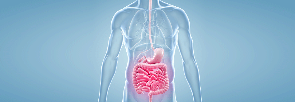 Serologische Tests eignen sich in der Gastroenterologie zur Differenzialdiagnose vielerlei Erkrankungen.