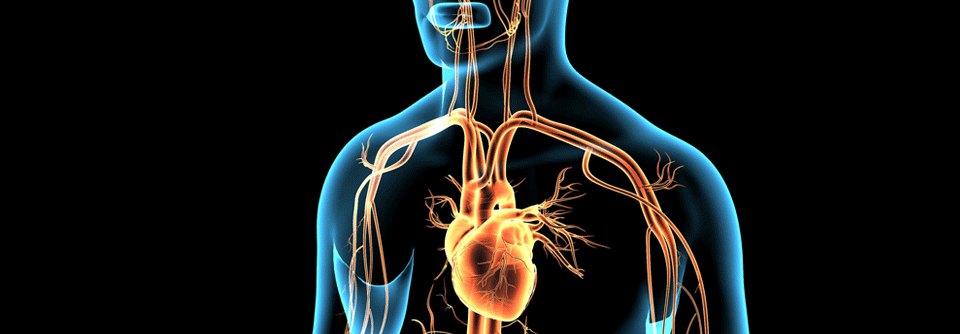 Rund jeder zweite Betroffene hat die Chance, dass sich die Pumpfunktion des Herzens nach drei oder mehr Monaten wieder nachhaltig verbessert. 
