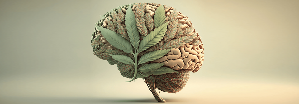 Mit der Zunahme des Konsums von synthetischen Cannabinoiden steigt auch die Zahl der neuropsychiatrischen Notfälle durch Intoxikation.