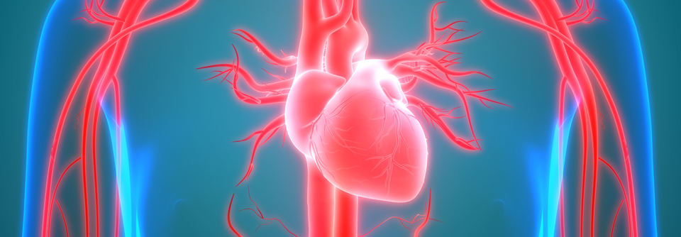 Auch leise systolische Geräusche sollten von einem Kardiologen abgeklärt werden - dahinter könnte eine Aortenstenose stecken.