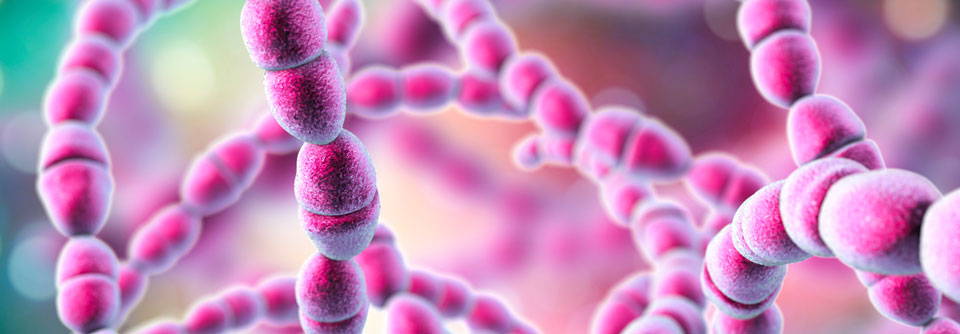 Vor allem Streptococcus anginosus und S. oralis ssp. oralis scheinen im Zusammenhang mit einem erhöhten Kalzium-Score zu stehen.