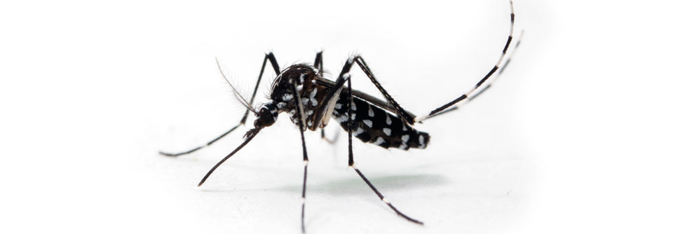 Denguefieber: Erster Impfstoff gegen die Viruserkrankung zugelassen Die asiatische Tigermücke Aedes albopictus gilt als wichtiger Überträger des Denguefiebers. Sie ist in Europa auf dem Vormarsch.