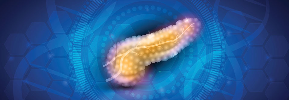 Typ-2-Diabetes dual angehen Tirzepatid stimuliert die Insulinausschüttung vorwiegend über den GIP-Rezeptor in der Bauchspeicheldrüse.