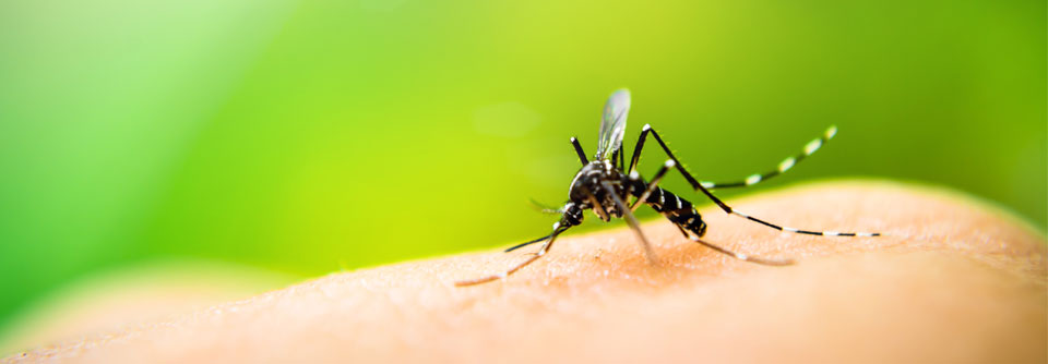 Der Dengueimpfstoff TAK-003 (­Qdenga®) ist seit Ende 2022 auf dem Markt verfügbar.