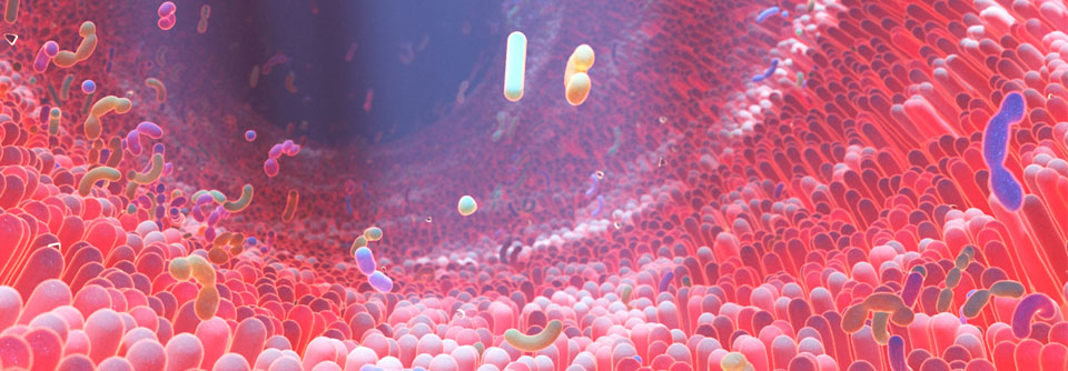 Mikrobielle Dysbiosen scheinen einen Einfluss auf das Ansprechen auf Immuntherapien zu haben.