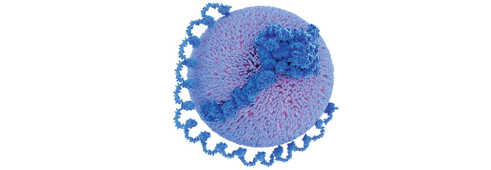 Lp(a) besteht aus einem LDL-artigen Partikel und Apolipoprotein (a).