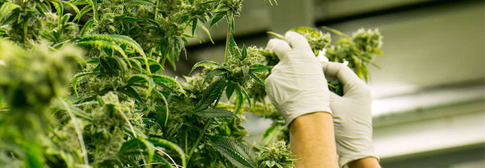 Aus Spectrum Therapeutics, THC Pharm und remedix wird Candoro ethics Ab Mitte 2024 werden die drei Firmen Spectrum Therapeutics GmbH, THC Pharm GmbH und remedix GmbH fusioniert als Candoro ethics GmbH agieren.