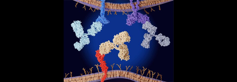 Checkpoint-Inhibitoren werden bei immer mehr Entitäten Teil der Standardversorgung.