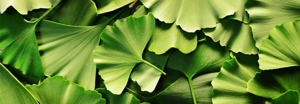 Die Relevanz des Ginkgo-Extraktes in der Demenzbehandlung wurde erneut bestätigt.