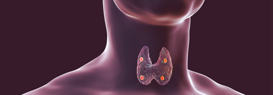 Palopegteriparatid kann als Hormonersatztherapie bei Hypoparathyreoidismus eingesetzt werden.