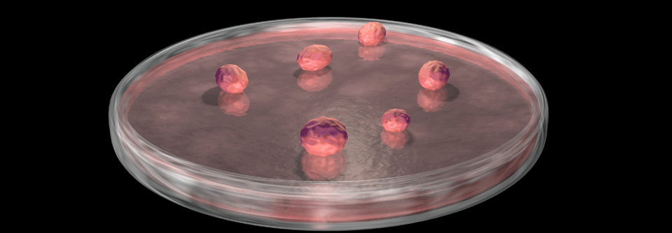 Aus der Morphologie der Organoide lassen sich teilweise bereits Rückschlüsse auf die Eigenschaften der Zellen ziehen.