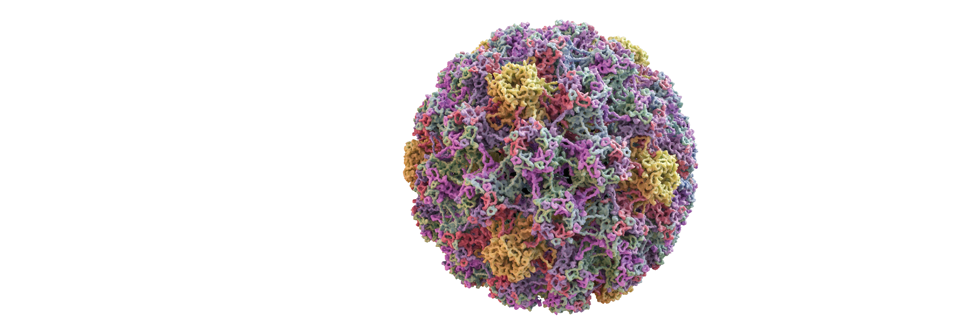 Die Kapsidstruktur eines humanen Papillomvirus im 3D-Modell.