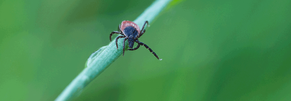 Allgemeinsymptome, die auf eine Borrelieninfektion hinweisen könnten, treten auch im Verlauf nicht auf.