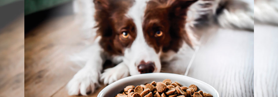 Was den Hund gesund machte, ließ das Herrchen schniefen.