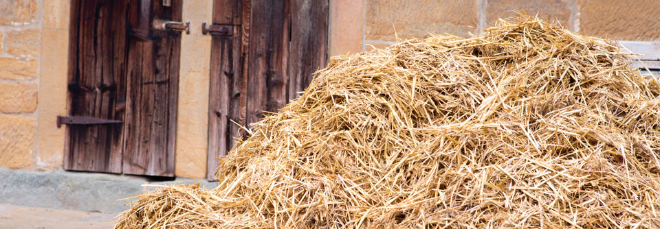 Landwirte leben aus pneumologischer Sicht gefährlich. Auslöser für eine exogen allergene Alveolitis lauern nicht nur in Federn und Kot von Geflügel, sondern auch auf gammeligem Heu, Stroh und Getreide.