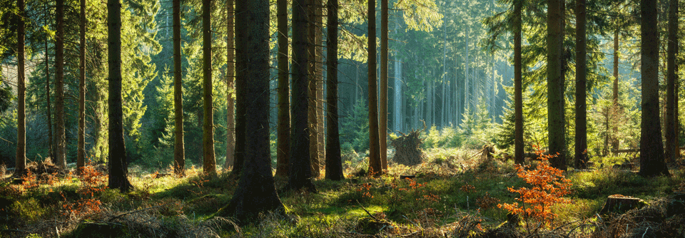 Menschen in der Land- und Forstwirtschaft sowie im Gartenbau sind gegenüber den Folgen des Klimawandels besonders exponiert.