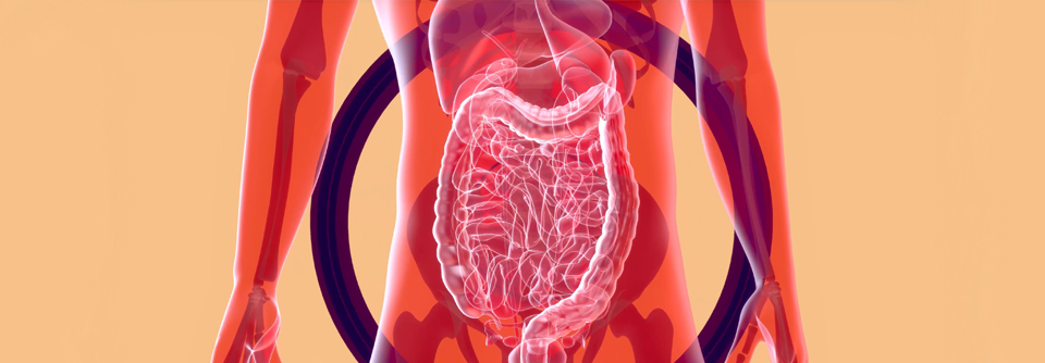 Magen, Darm und Niere – Bei CKD- bzw. Dialyse-Patient:innen sind zahlreiche 
Interaktionen zu beachten.