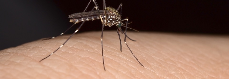 Praxis-Sommer: Was sticht denn da? Eine verstärkte Reaktion auf Insektenstiche zählt im Sommer zu den "Praxis-Hits".